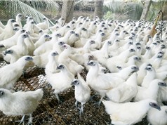 Trà Vinh: Chọn tạo đàn gà ác cho năng suất trứng cao gấp rưỡi